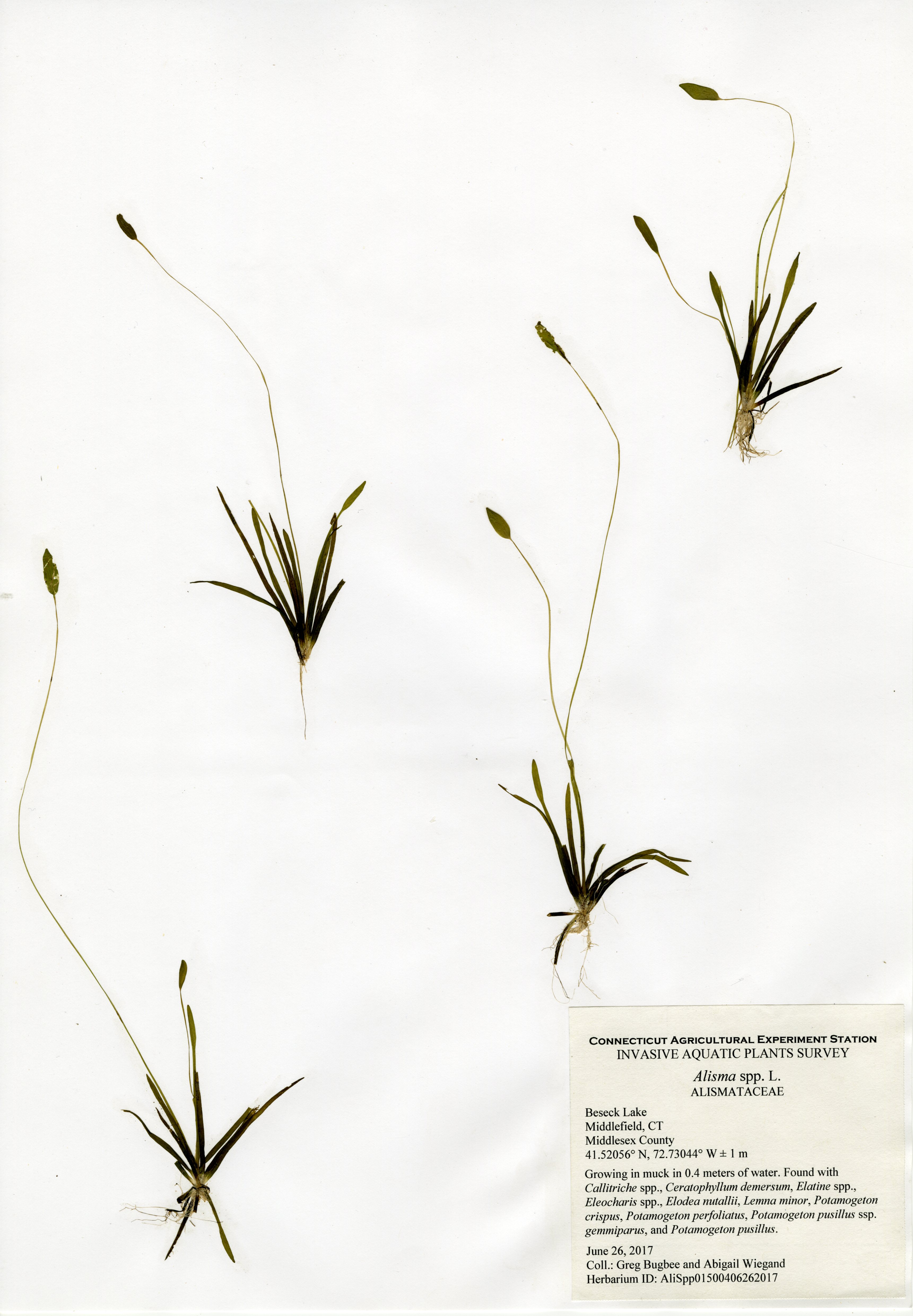 Water plantain, Beseck Lake, June 26, 2017