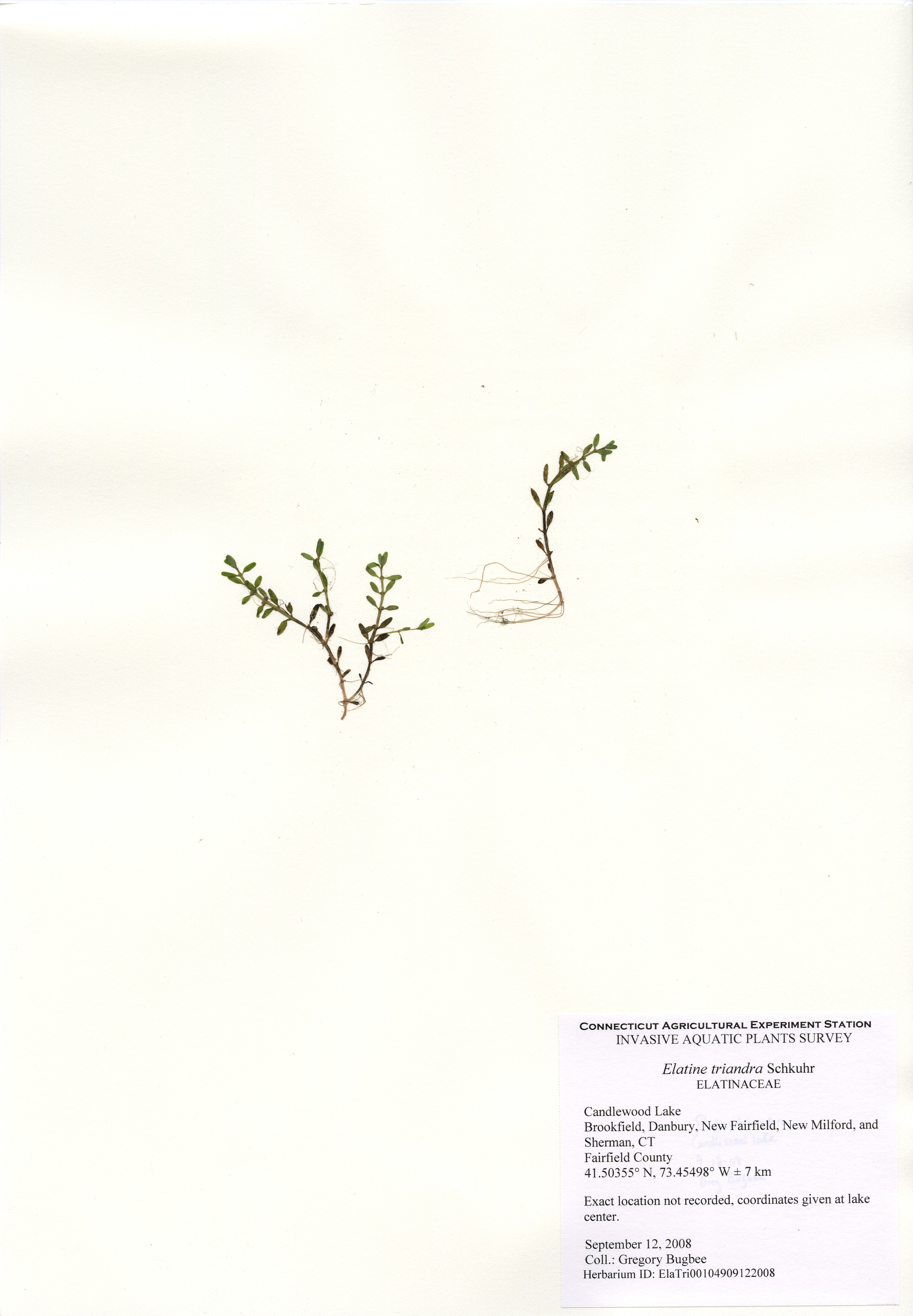 Elatine triandra, Candlewood Lake in Brookfield, Danbury, New Fairfield, New Milford, and Sherman, September 12, 2008