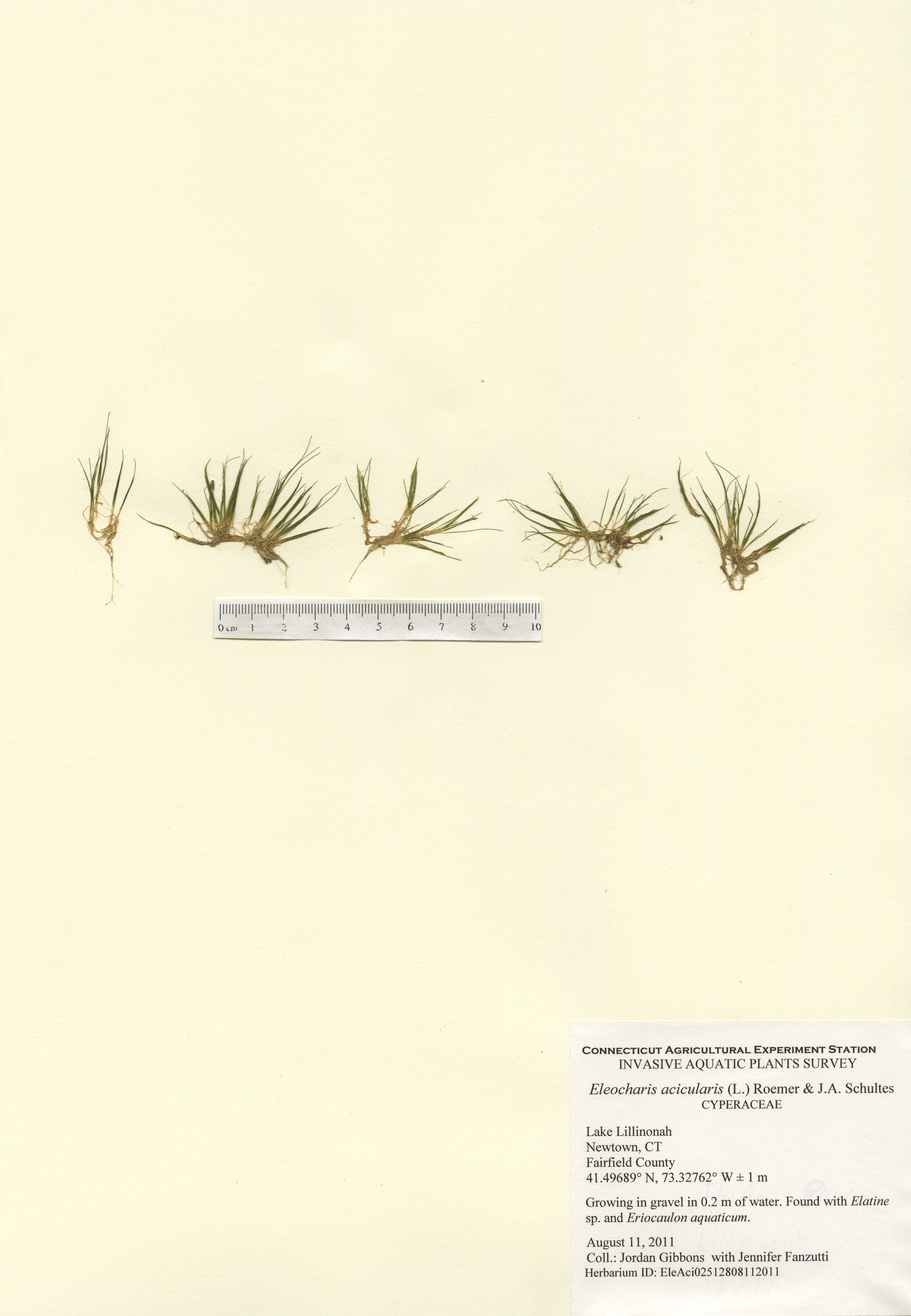 Eleocharis acicularis, Lake Lillinonah in Newtown, August 11, 2011