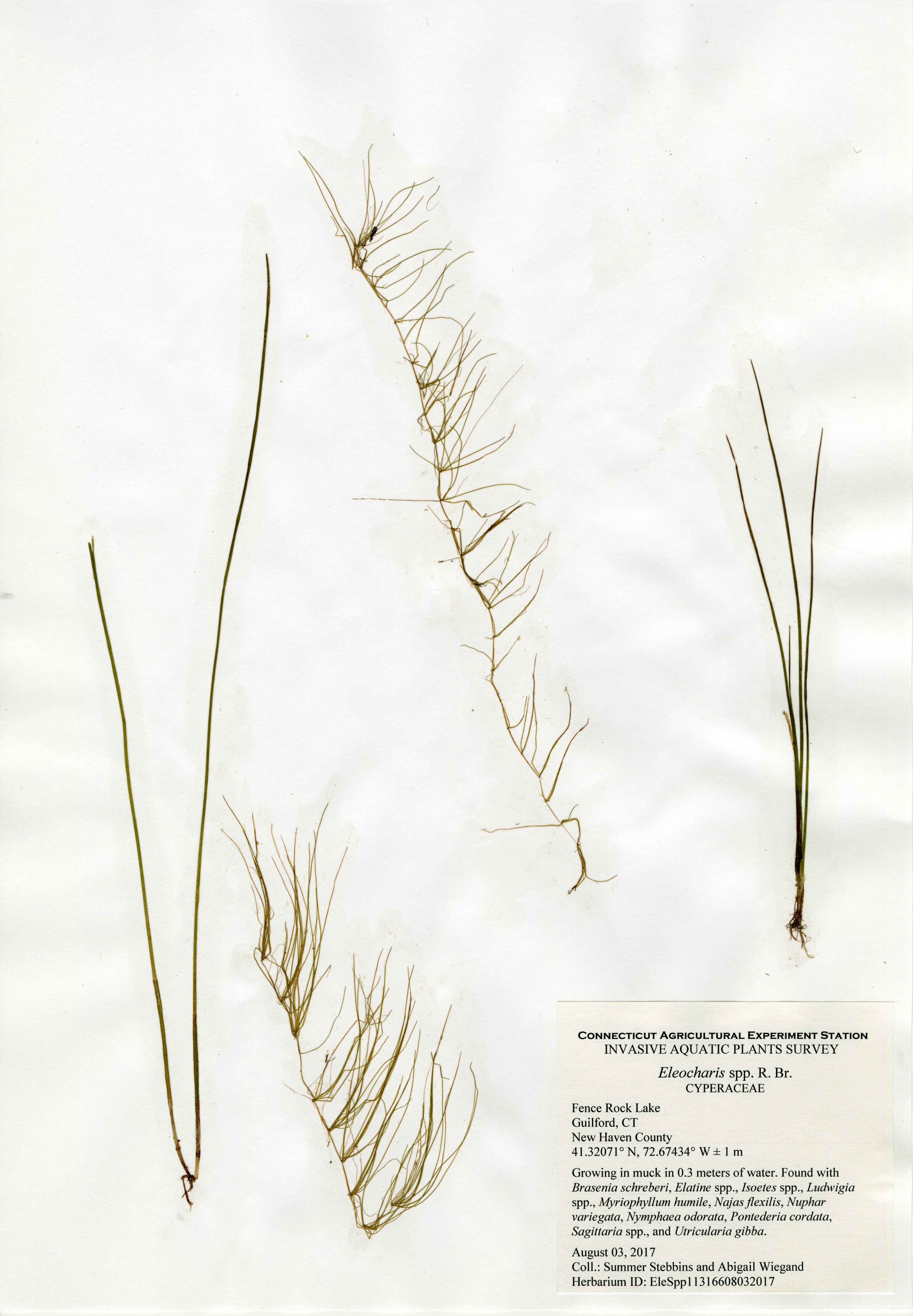 Eleocharis species, Fence Rock Lake in Guilford, August 3, 2017