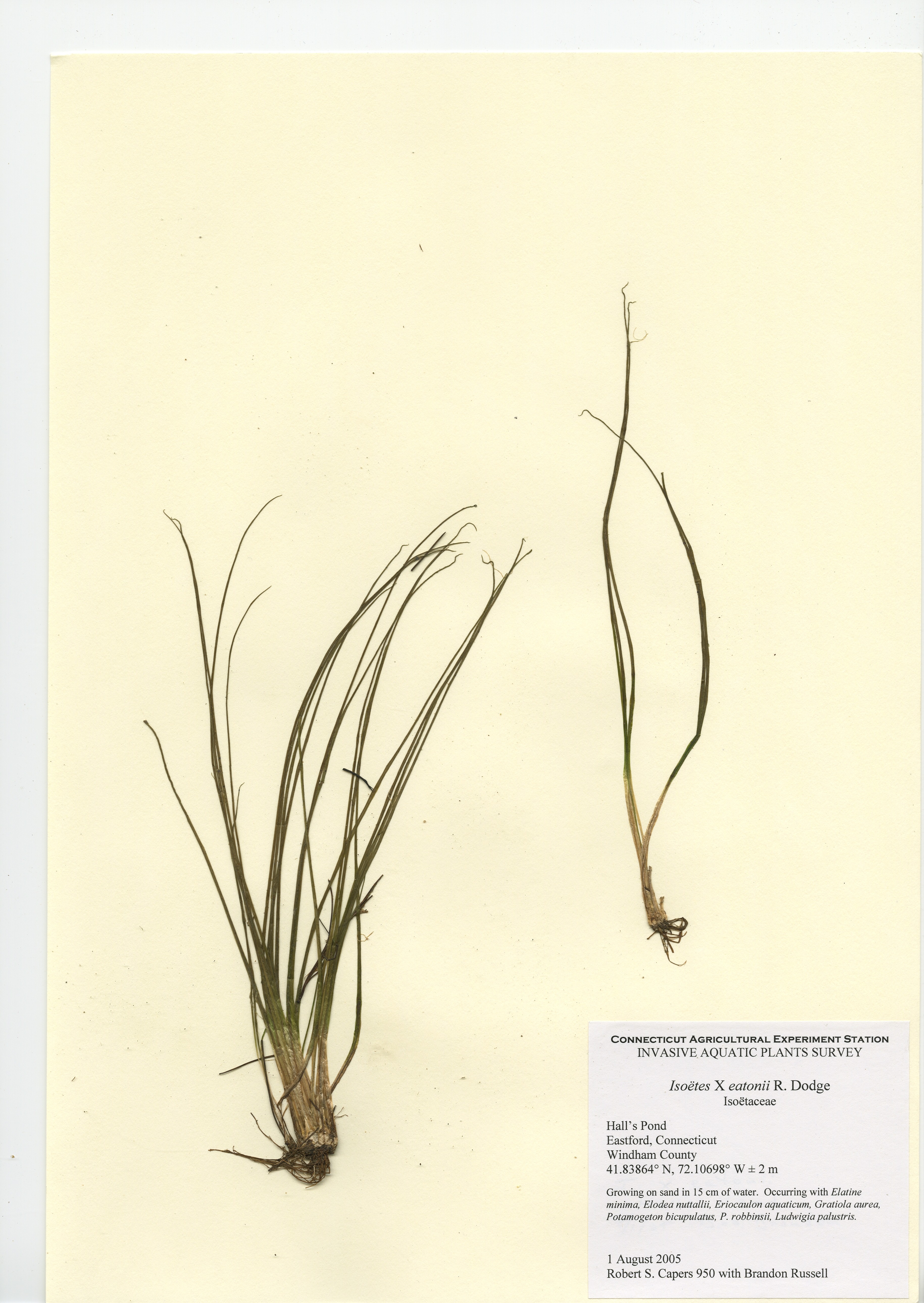 Isoëtes X eatonii, Hall's Pond in Eastford, August 1, 2005