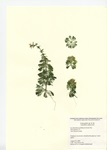 Herbarium mount of Limnophila species plant found in pet store