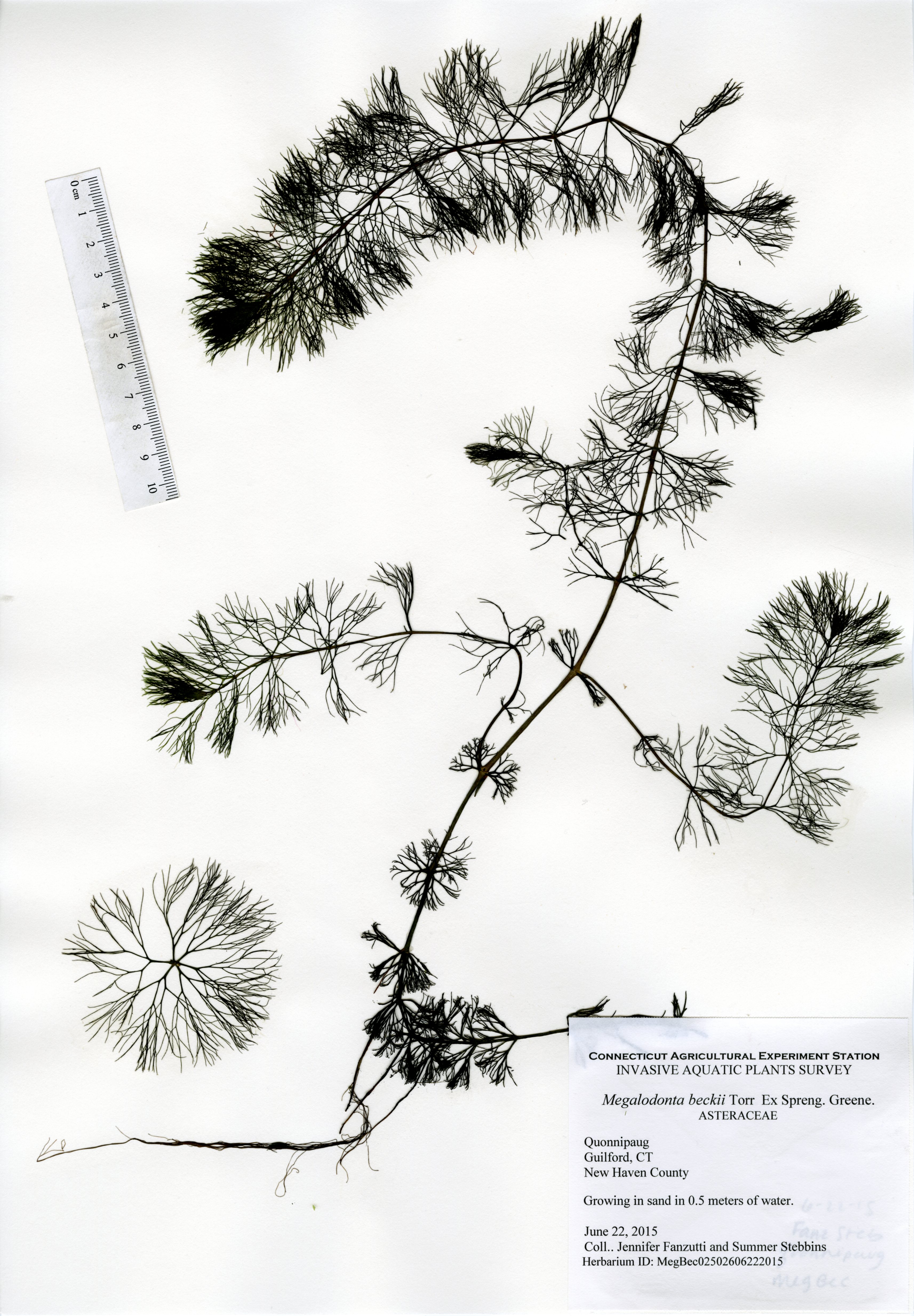 Megalodonta beckii, Lake Quonnipaug in Guilford, June 22, 2015