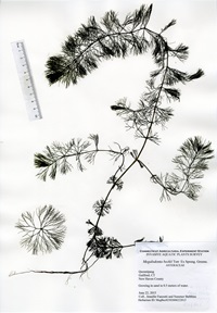 Megalodonta beckii, Lake Quonnipaug in Guilford, June 22, 2015