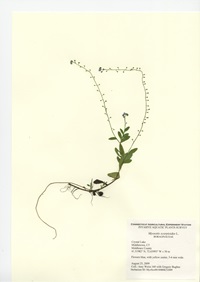 Myosotis scorpioides, Crystal Lake in Middletown, August 25, 2009