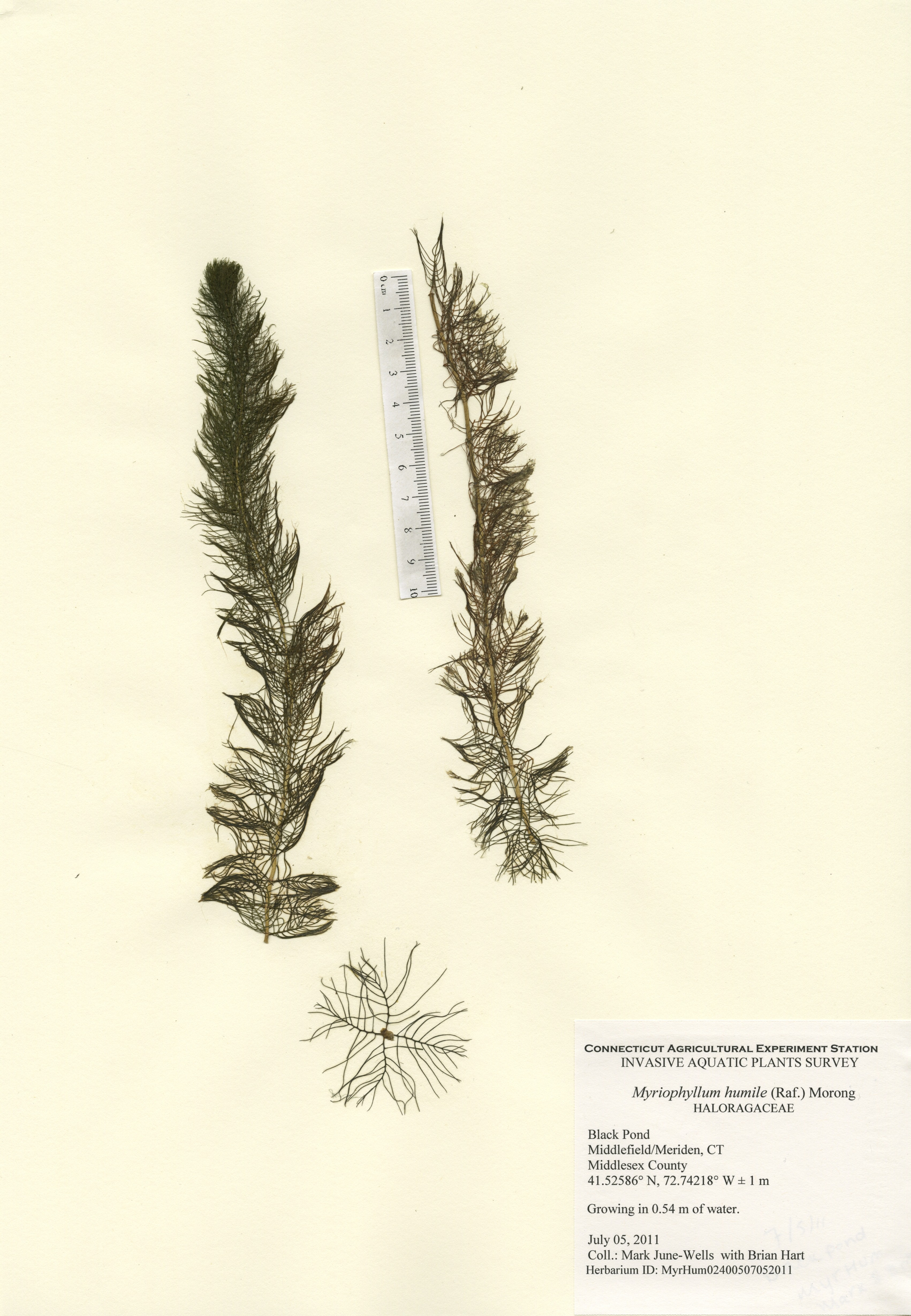 Myriophyllum humile Black Pond in Middlefield/Meriden, July 5, 2011