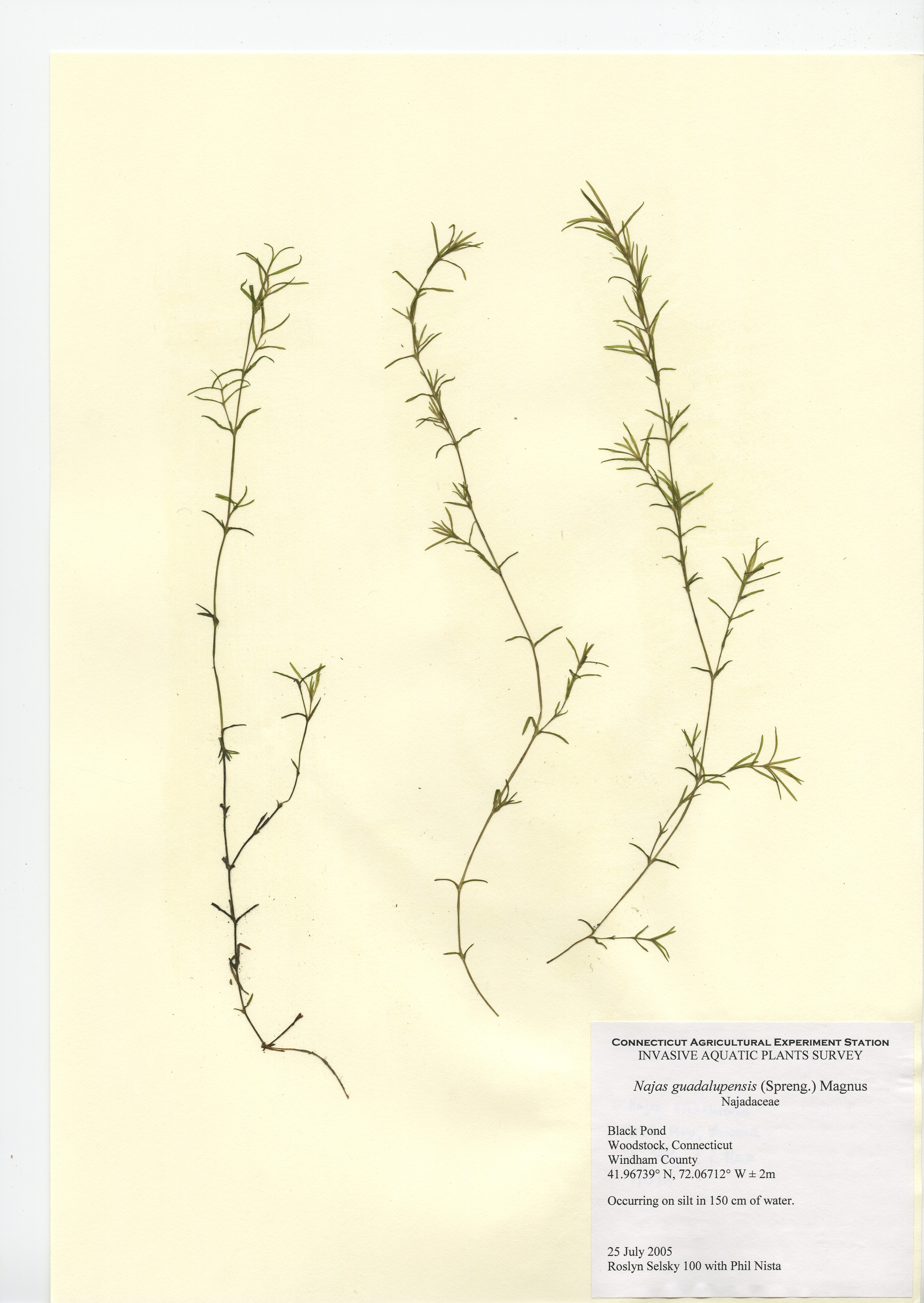 Najas guadalupensis Black Pond in Woodstock, July 25, 2005