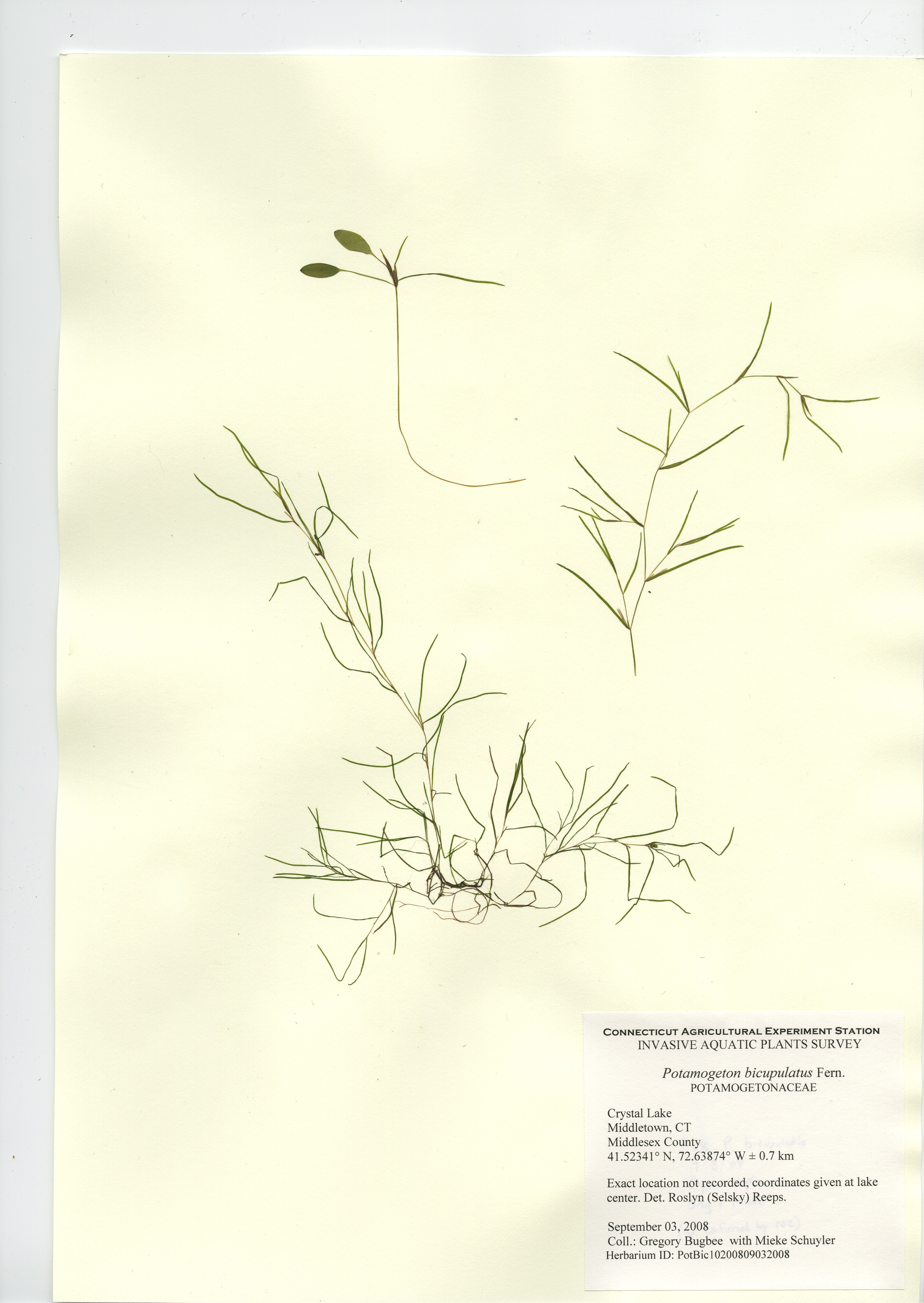 Potamogeton bicupulatus, Crystal Lake in Middletown, September 3, 2008