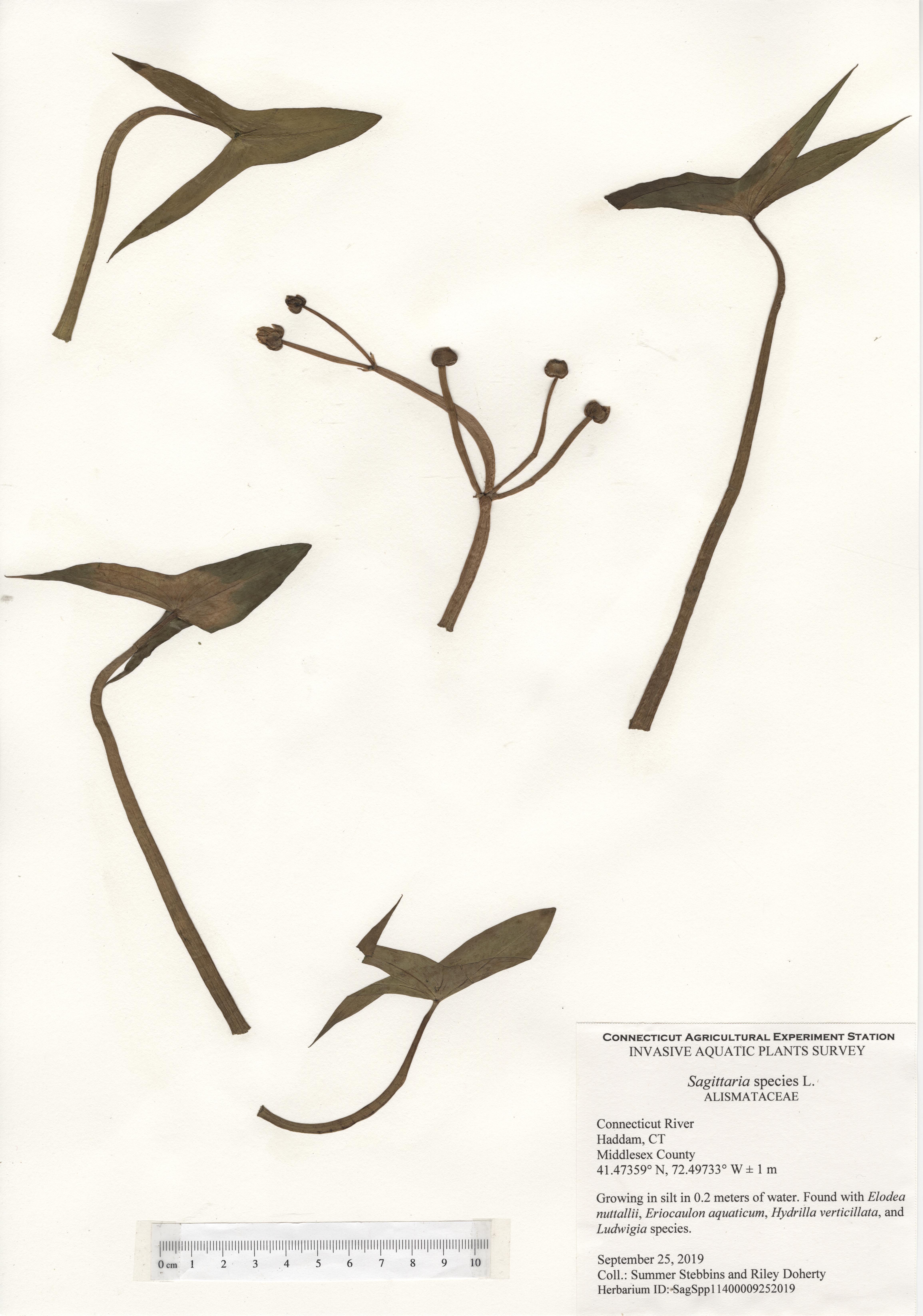 Sagittaria species, Connecticut River in Haddam, September 25, 2019