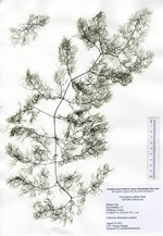 Swollen bladderwort mount from Bashan Lake