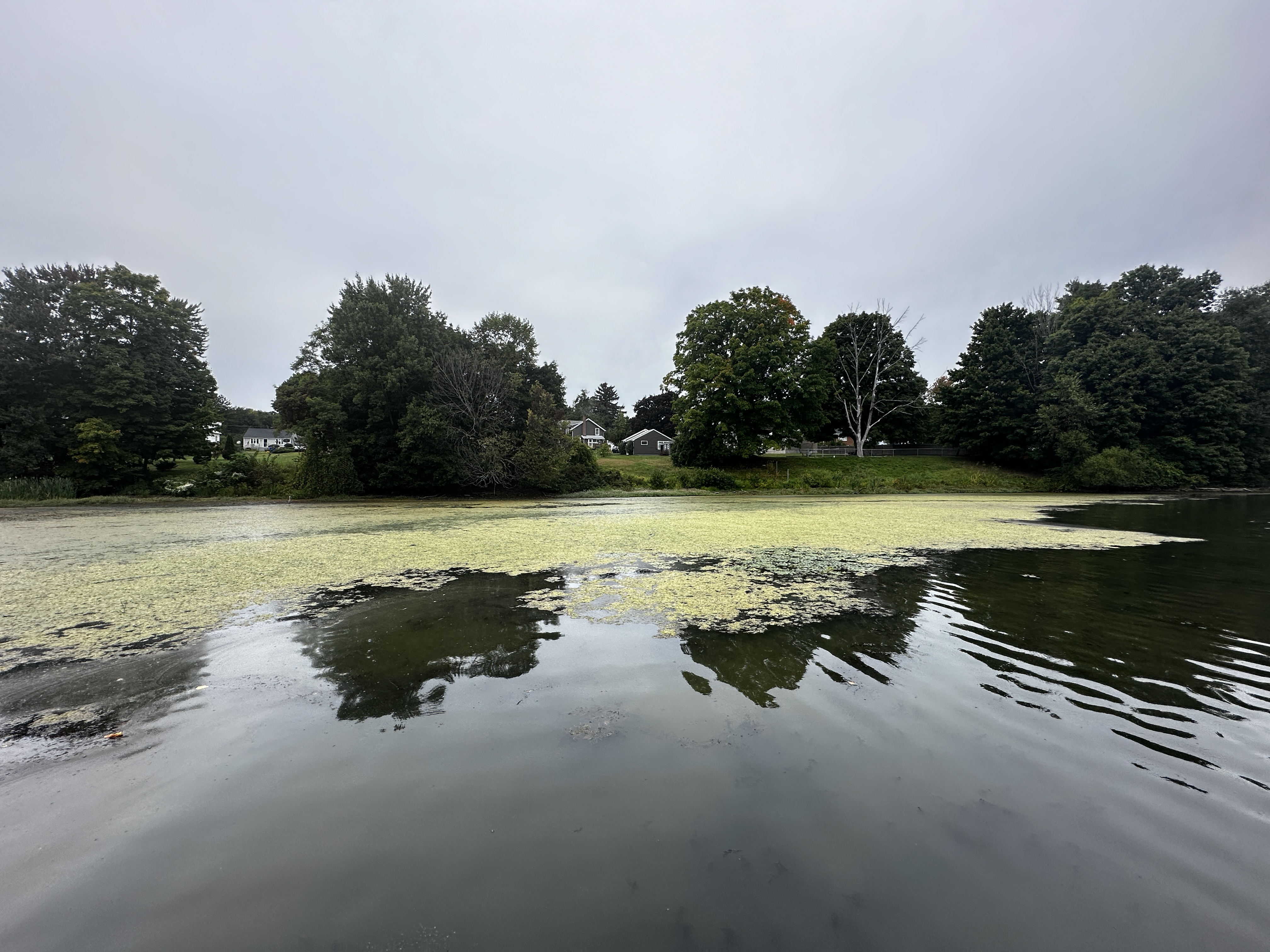 Photo of Pameacha Pond taken during the September 2024 survey.