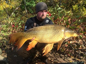 fantail_version_of_common_carp