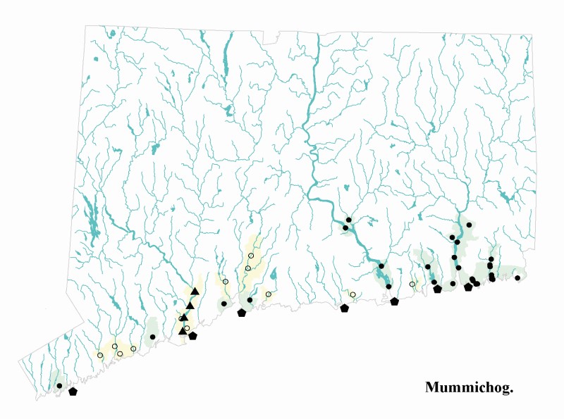 Mummichog distribution map.