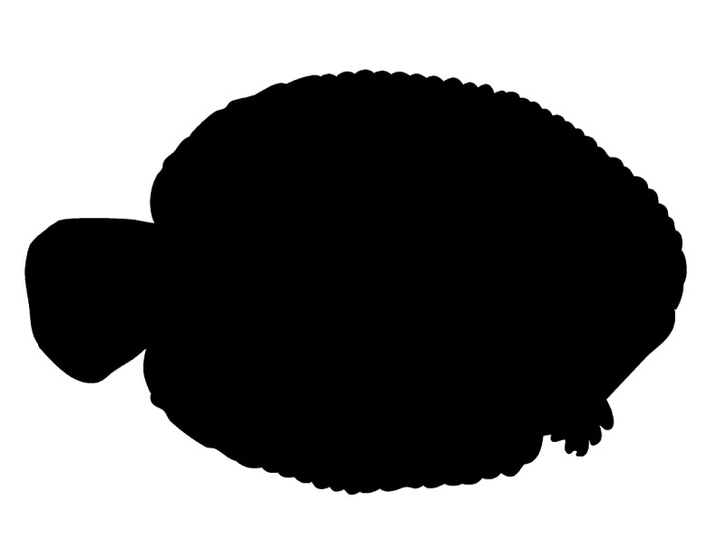 American sole silhouette.