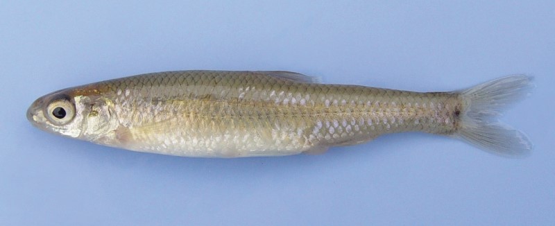 6 cm bluntnose minnow.