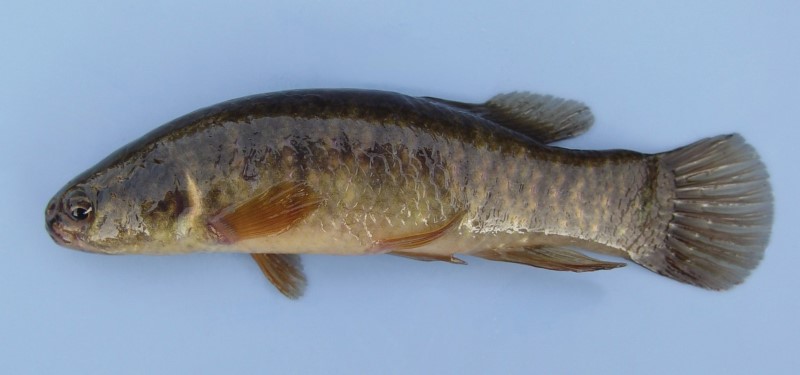 11 cm central mudminnow.