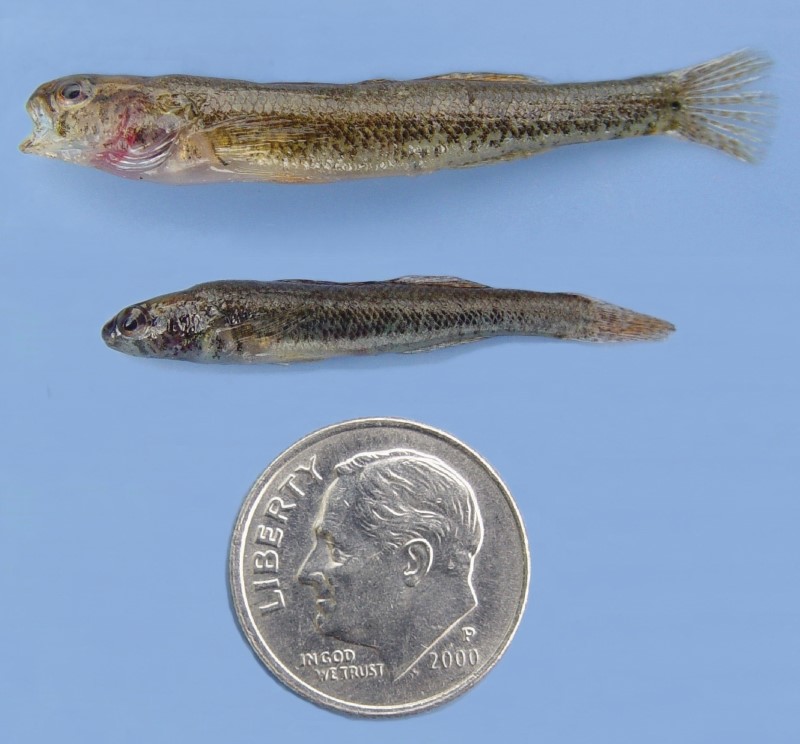 Swamp darters next to a dime for scale.