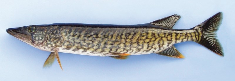 Redfin pickerel chain pickerel hybrid.