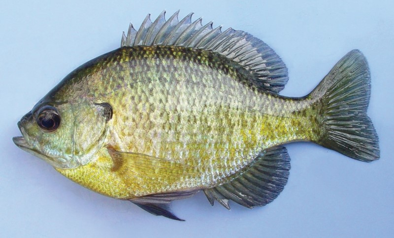 14 cm bluegill.