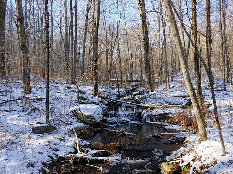 Light snow cover in CT forest