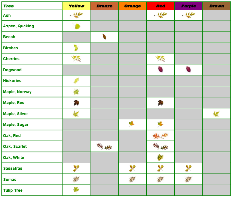 Graphic showing trees in Connecticut and the colors that leaves turn during fall.