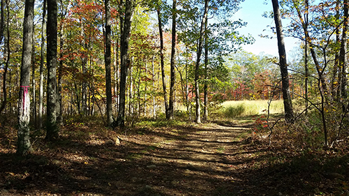 Woods road on Whip-poor-will Woods Forest Legacy Tract 5.
