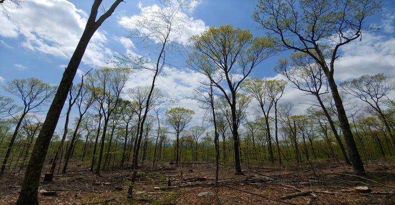 Oak Shelterwood After