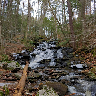 A stream running through a forest.