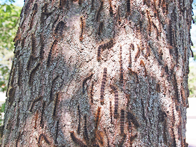 Dead spongy moth caterpillars on a tree.