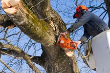 tree work