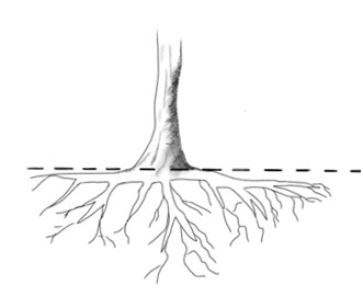 tree and roots 
