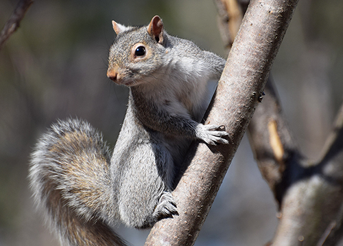 Eastern Gray Squirrel