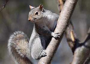 Eastern Gray Squirrel