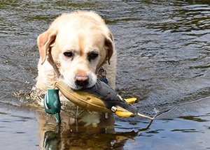 Waterfowl Hunting Dog