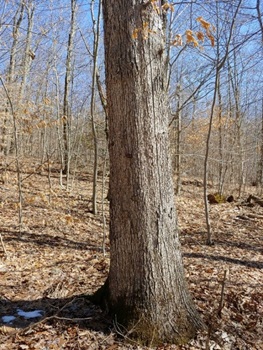 White Oak Bark