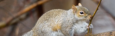 Squirrel on branch