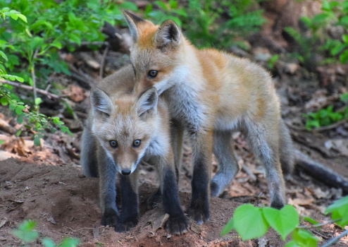 Red Fox Kits