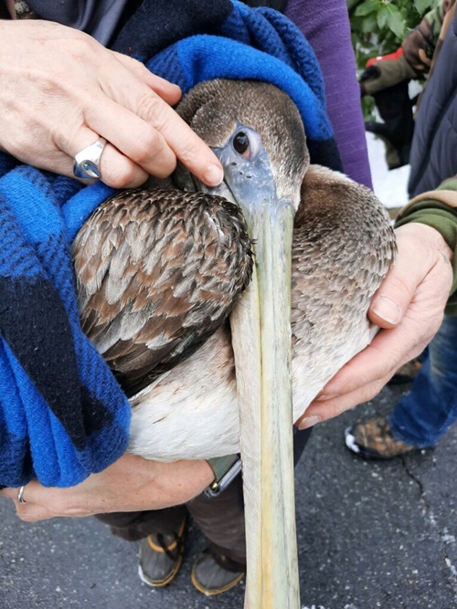 dropping off pelican at A Place Called Hope.