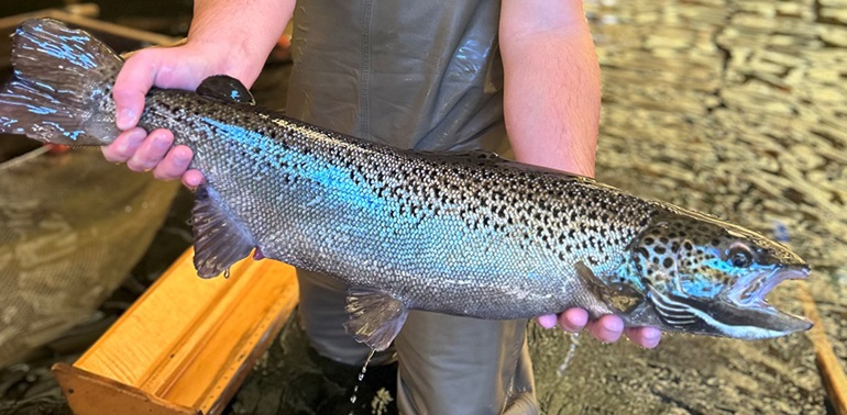 Atlantic Salmon Stocking