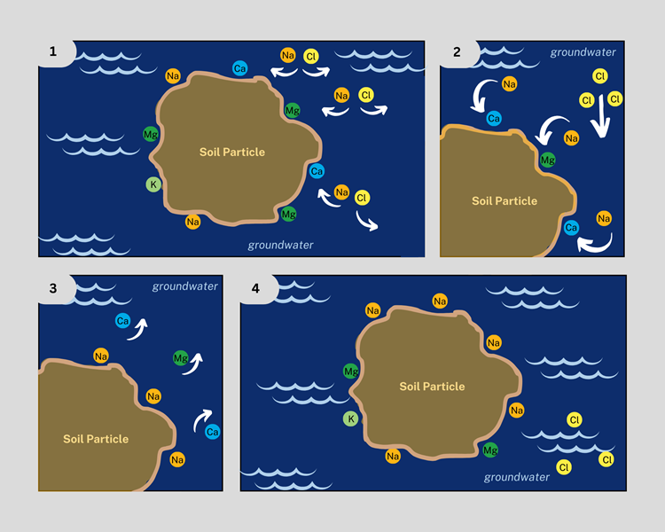 Four-panel graphic illustrating salt chemistry in soil