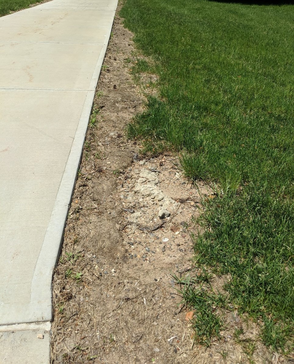 Photograph of stressed grass at edge of walkway