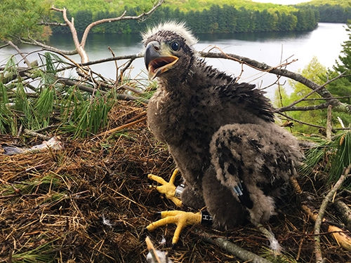 Bald Eagle Chick