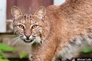 Bobcat