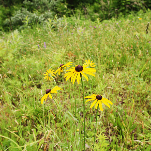 View of a meadow with wildflowers.
