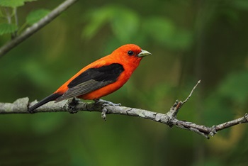 Scarlet Tanager - A Connecticut Species of Greatest Conservation Need The scarlet tanager is listed as a species of greatest conservation need for the 2025 Wildlife Action Plan.