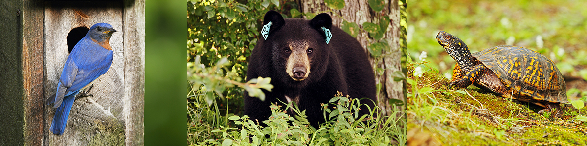 Wildlife Header