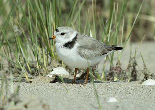 Piping Plover