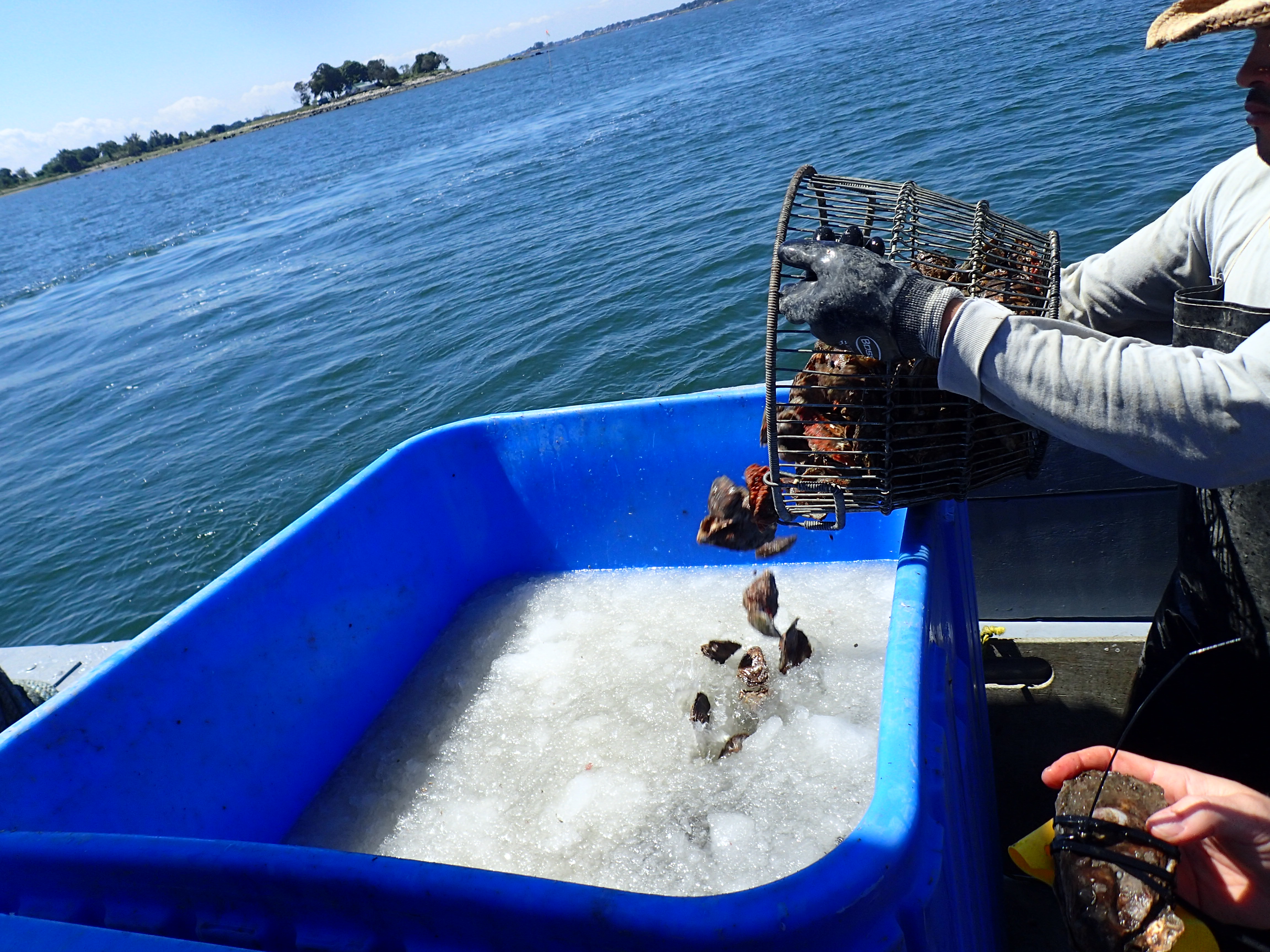Adding oysters to ice slurry