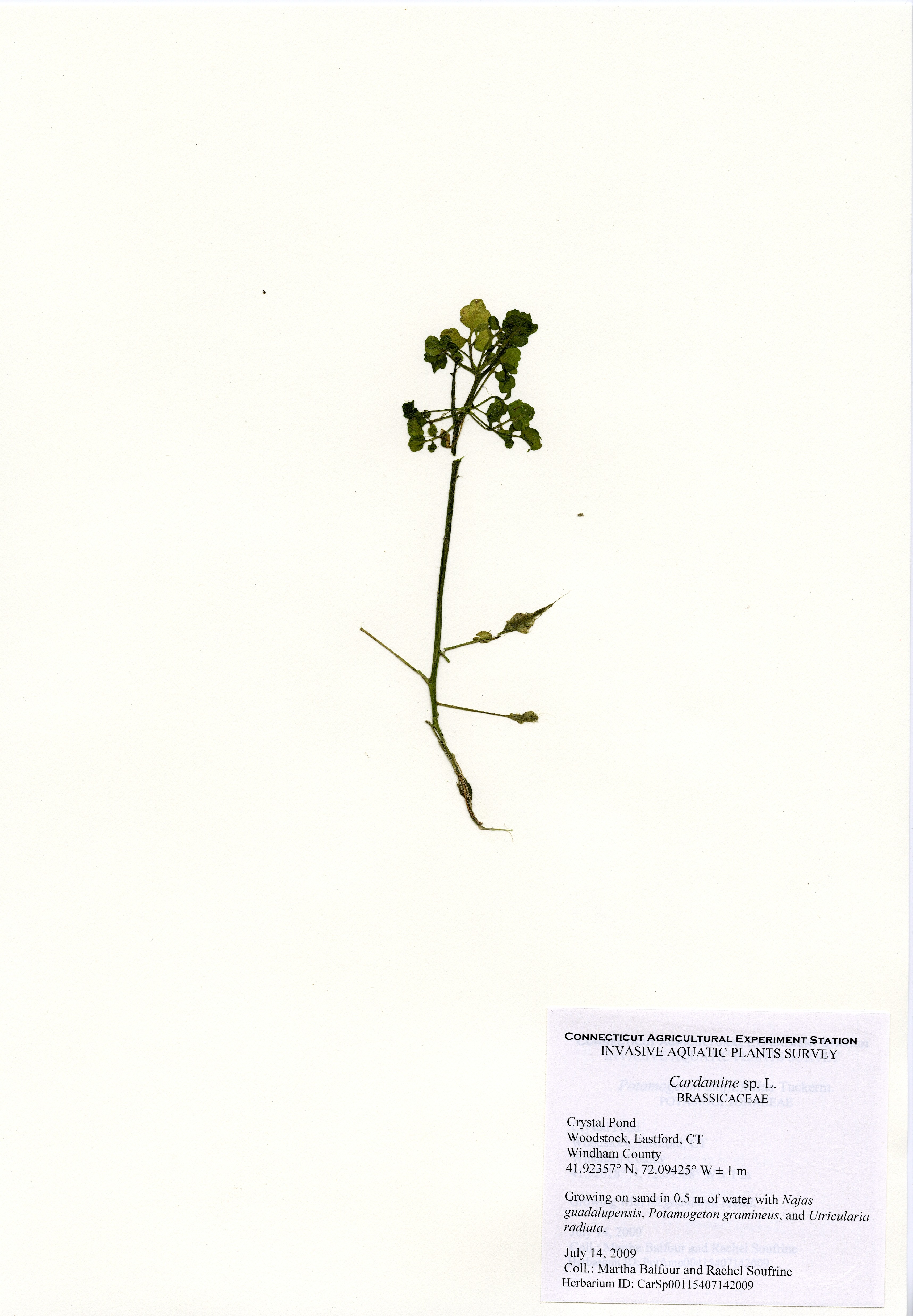 Cardamine species, Crystal Pond, July 14, 2009