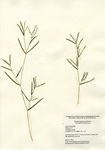 Potamogeton pusillus, Lake Housatonic in Shleton, July 21, 2017